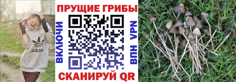 закладки Калининск Псилоцибиновые грибы Psilocybine cubensis